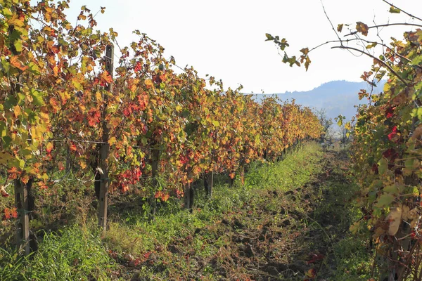 Weinberg Blick auf Hügel — Stockfoto