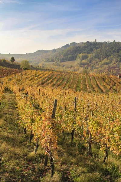 Vignoble vue sur les collines — Photo