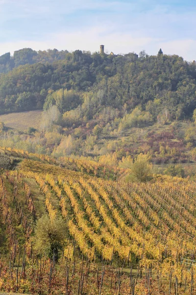Italienska land vingård — Stockfoto