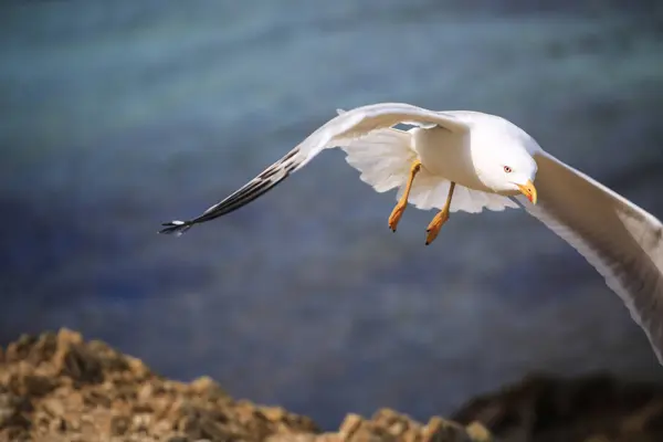 Mouette en vol sur les vagues de la mer — Photo