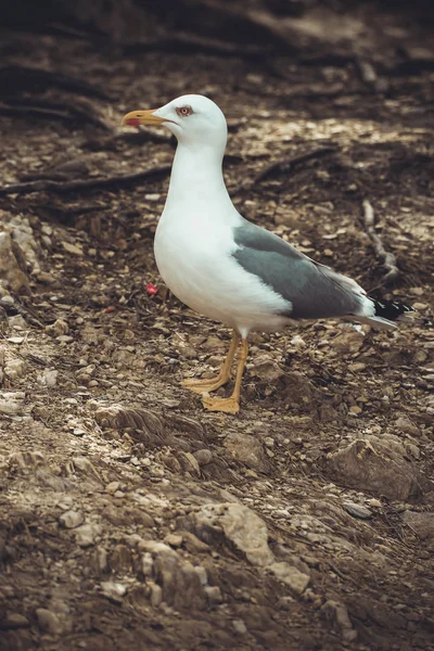 Gull sociable and hungry on the ground — Stock Photo, Image