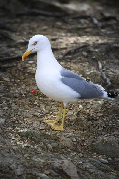 Gull sociable and hungry on the ground — Stock Photo, Image