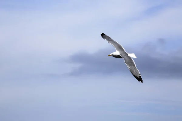 O voo de uma gaivota entre as nuvens no céu — Fotografia de Stock