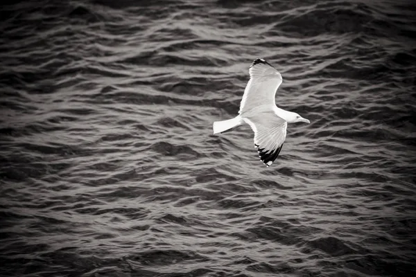 Sirály repül, megható a tenger hullámai — Stock Fotó