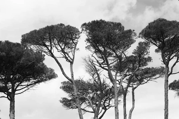 Yüksek yaprakları ve deniz çam heybet — Stok fotoğraf