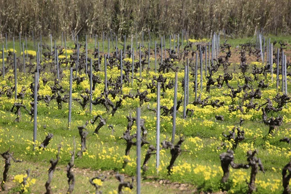 Landskap med gröna vingårdarna och dess rader — Stockfoto
