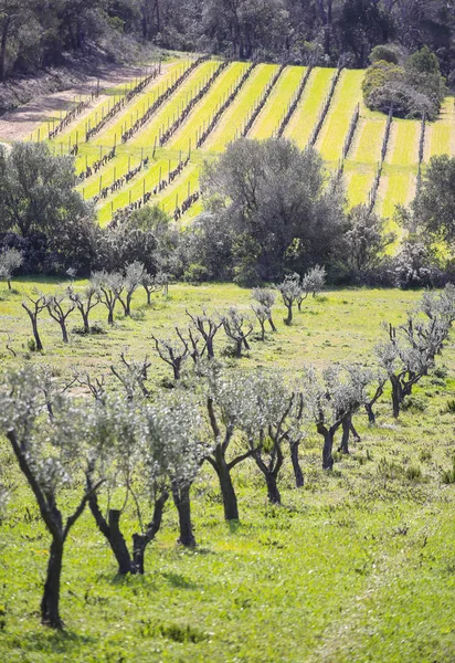 Wandern im Grünen zwischen den Olivenbäumen der Porquerolles i — Stockfoto