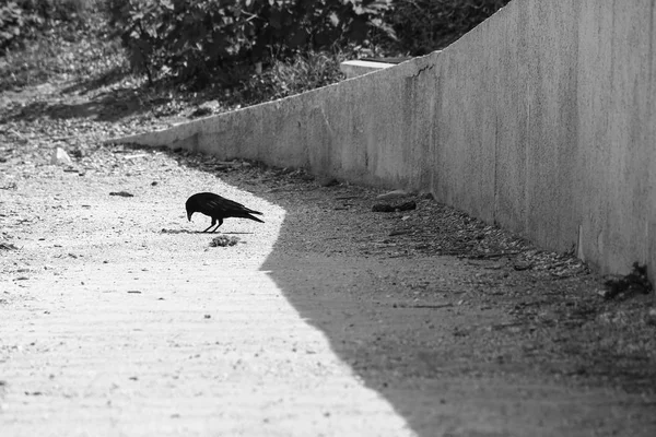 黒いカラスと太陽で暖められた石の壁 — ストック写真