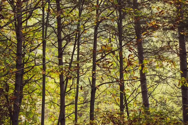 額装が施されたリグリアの森 — ストック写真