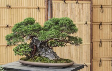 antik Japon bonsai ağacı