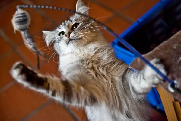 Crazy young Norwegian forest cat playing with a toy