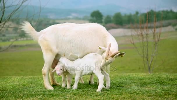Young goat sucks milk — Stock Video