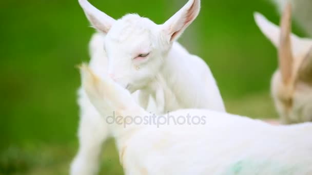 Pequeñas cabras corriendo — Vídeos de Stock