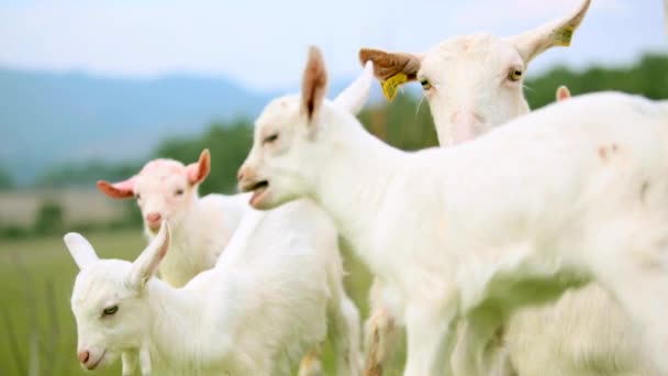 Pequeñas cabras corriendo — Vídeo de stock