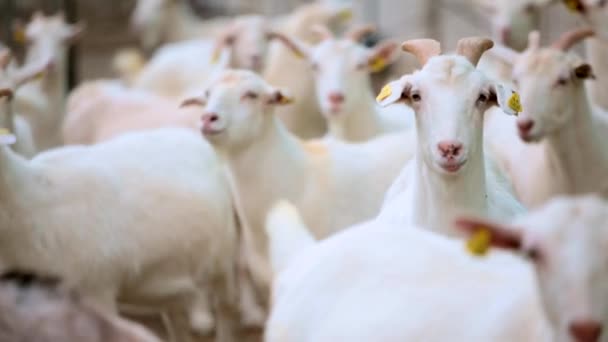 Mirando cabras blancas — Vídeos de Stock