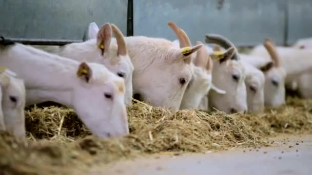 Білий кіз годували — стокове відео