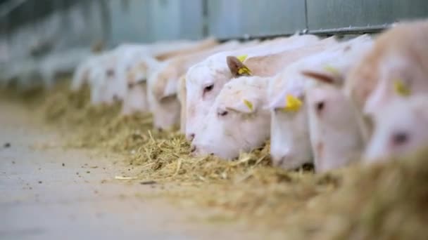 Cabras blancas alimentadas — Vídeos de Stock