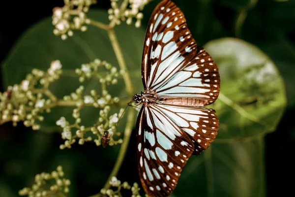 Macro fotografía de una mariposa con alas mágicas . —  Fotos de Stock