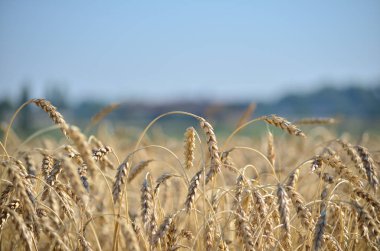 buğday orman ve gökyüzü bir arka plan üzerinde kulakları