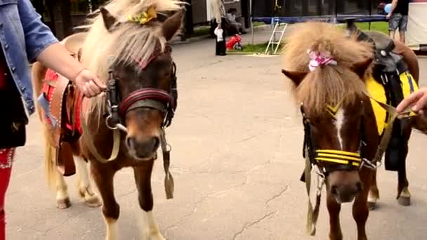 Лошади пони на отдыхе — стоковое видео