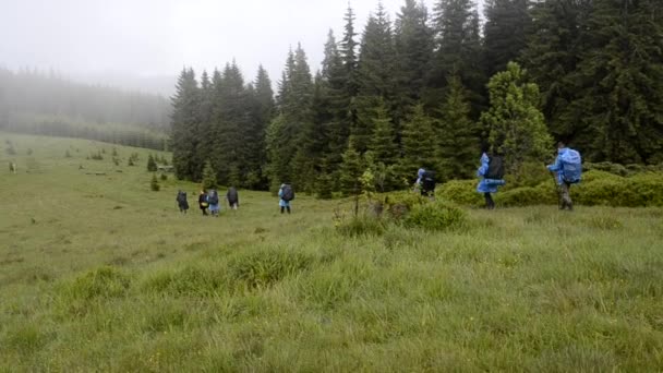 Группа туристов, идущих по лесу — стоковое видео