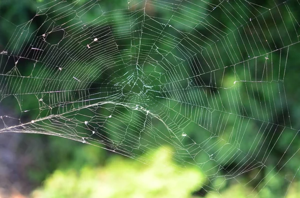 Cobwebs on the sunset on the background leaves — Stock Photo, Image