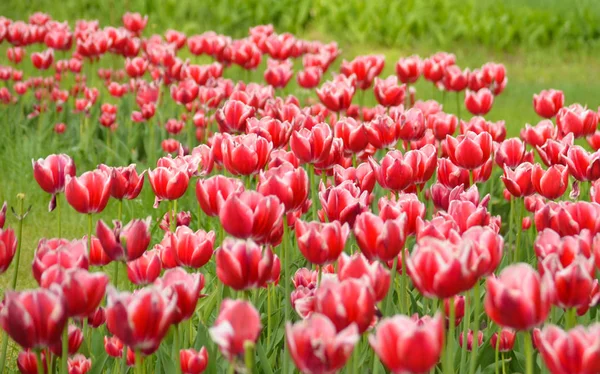 Tulipán. Čerstvé červené tulipány Glade. Pole s červenými tulipány. Červené tulipány pozadí. Skupina červené tulipány v parku. Jarní krajina. Tulipán na pozadí. Krásná kytice z tulipánů. Stock Obrázky