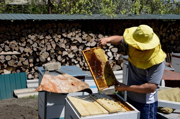Včelař pracuje s včelami a úly na včelíně. Včelař na včelíně. Stock Snímky