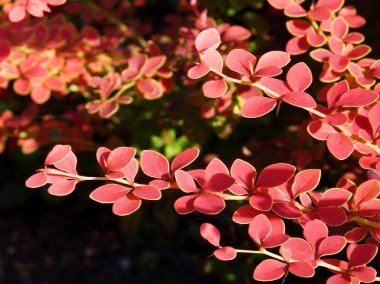 kırmızı meyveler ile kızamık Funda