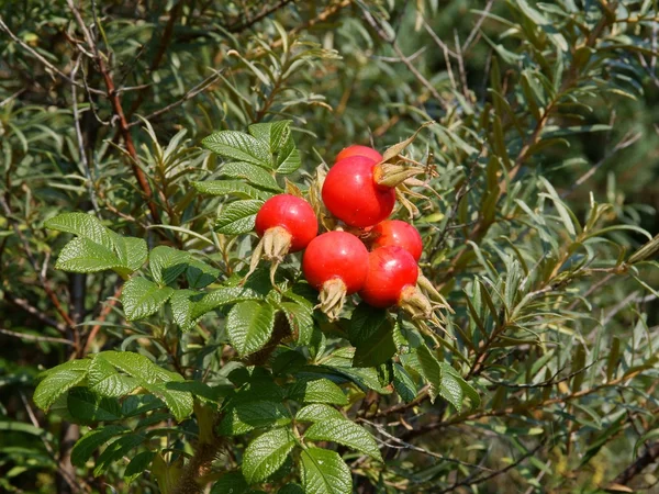 Rosa canina piros gyümölcsök — Stock Fotó