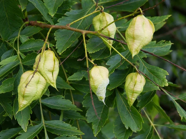 Pseudosacca japonica plante avec des sacs verts et des graines — Photo