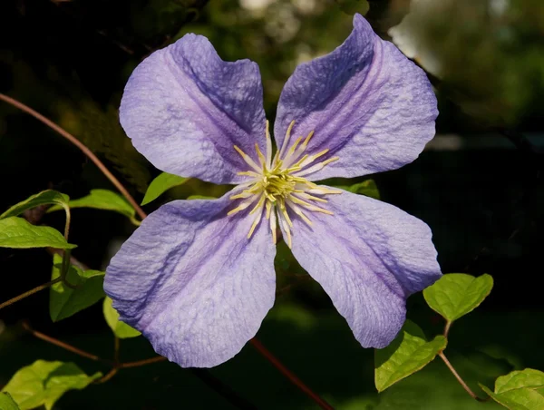 Lila flower of clematis climbing plant — Stock Photo, Image