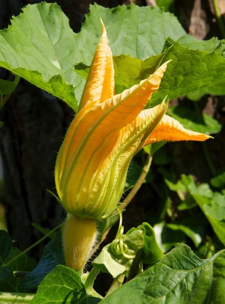Amarillo, flor grande de planta vegetal de calabaza — Foto de Stock
