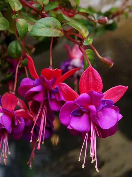 Hübsche Blüten aus Fuchsien — Stockfoto