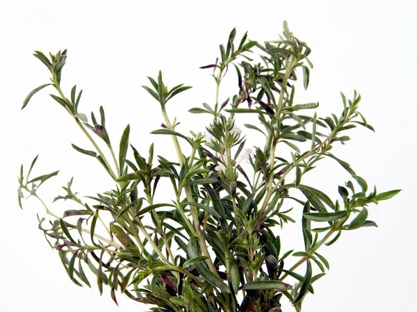 Savory herb as spice — Stock Photo, Image