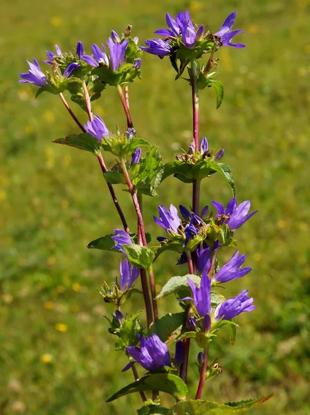 Gentiana asclepiades planta com flores lila — Fotografia de Stock