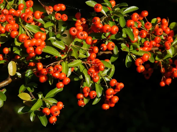 Červené sloupce bush s červeným ovocem — Stock fotografie