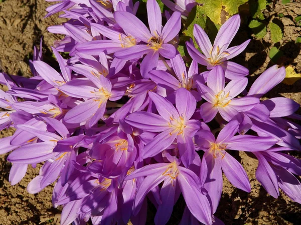 Wiese Safran lila Blüten — Stockfoto