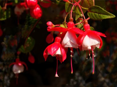 Fuşya, güzel çiçekler
