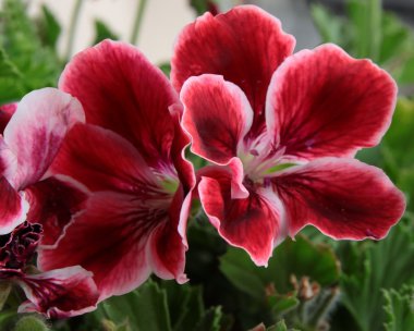 Sardunya saksılı bitki çok renkli güzel çiçekler