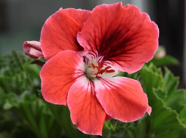 Mehrfarbige hübsche Blüten der Geranien-Topfpflanze — Stockfoto