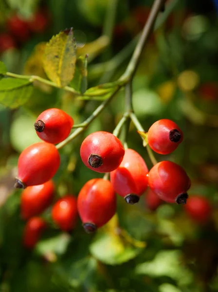 Röda frukter av vilda rosenbuske på hösten — Stockfoto