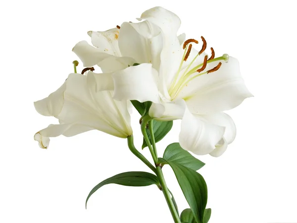 Lily białe z brązowym pyłku — Zdjęcie stockowe