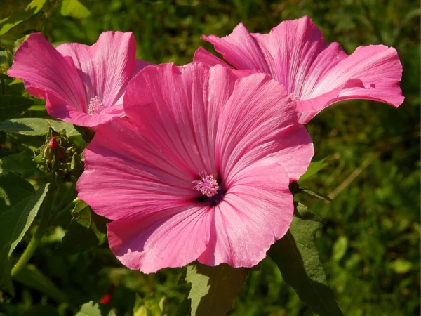 Flores rosa de malva em um jardim — Fotografia de Stock