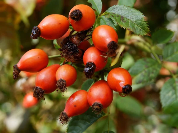 Červené ovoce z divoké růže bush na podzim — Stock fotografie