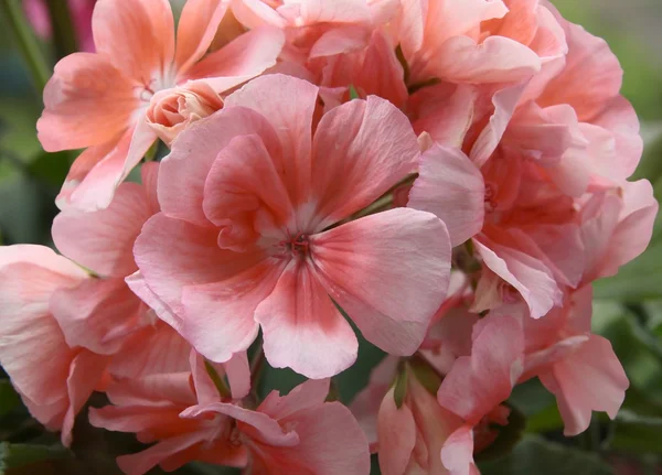 Pink flowers of geranium potted plant — Stock Photo, Image