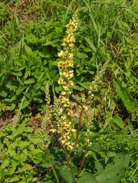 黄色い花を持つ野生の植物 sticklewort — ストック写真