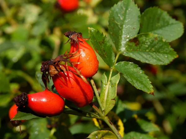 Frutos vermelhos de arbusto de rosa selvagem no verão — Fotografia de Stock