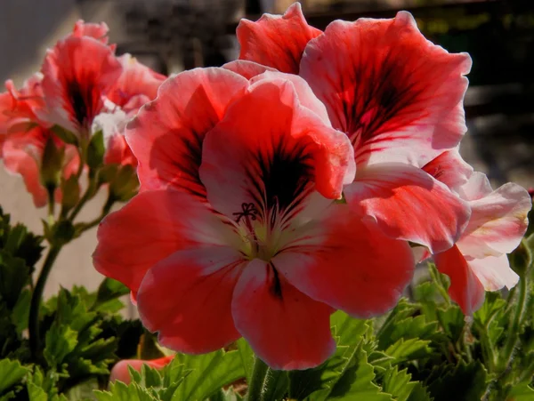 Fiori rossi di geranio pianta in vaso — Foto Stock