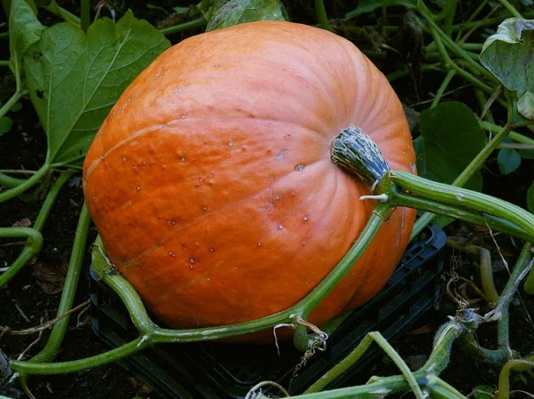 Orange, gros fruit de citrouille — Photo